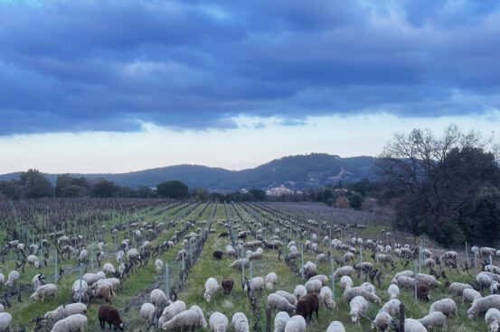 IMG_15321moutons IMG_15321moutons